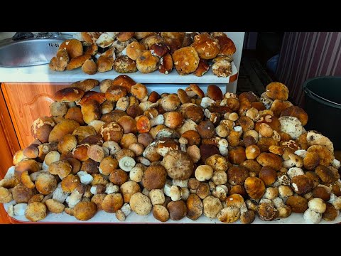 Видео: ПОВНА КОРЗИНА БІЛИХ ГРИБІВ ПІД СОСНОЮ! РЕЗУЛЬТАТ КОНКУРСУ!