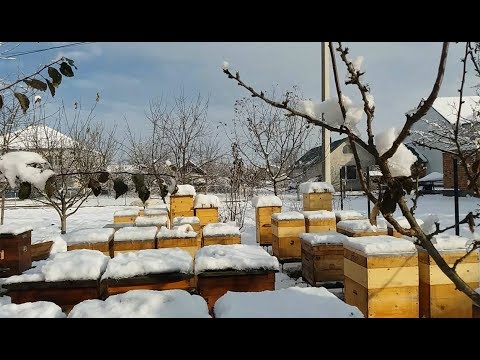 Видео: 59. Зимівля бджіл 04.12.18. Утеплення . Вентиляція | Зимовка пчел. Вентеляция. Утепление.