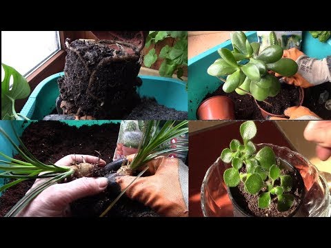Видео: Комнатные растения.  Большая пересадка растений в хорошие дни по лунному календарю
