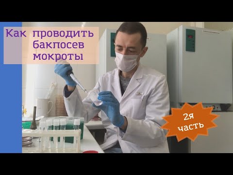 Видео: Как проводить бактериологическое исследование мокроты (бакпосев) (2я часть)