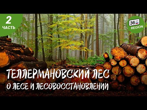 Видео: Теллермановский лес. Про лес и лесовосстановление.