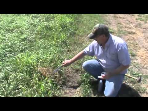 Видео: Понимание аромата