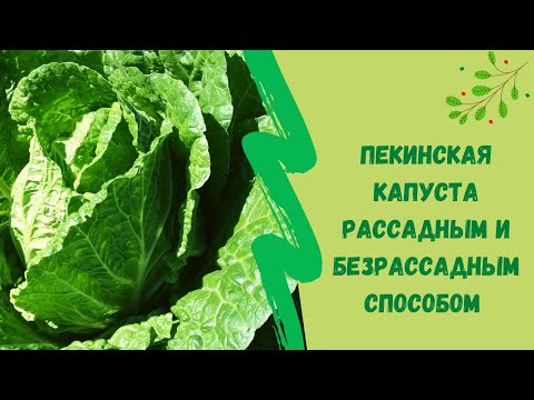Видео: 🌱☝Пекинская капуста рассадным и безрассадным способом. В открытом грунте Юг Западной Сибири
