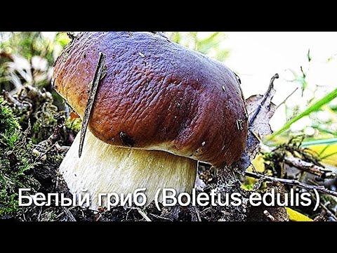 Видео: ЗАБЫТЫЙ ГРИБНОЙ ЛЕС ! БЕЛЫЕ ГРИБЫ 2020 ПОДОСИНОВИКИ ПОЛЯНАМИ В СМЕШАННОМ ЛЕСУ В СЕНТЯБРЕ! ОСЕНЬ 2020