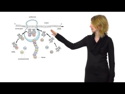 Видео: 2. Синтез белка. Решение генетических задач 9 - 11 класс
