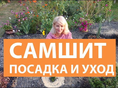 Видео: САМШИТ. Как правильно посадить самшит