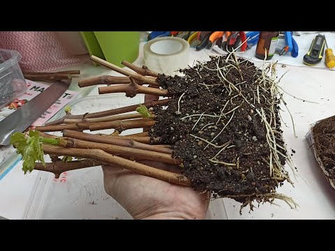 Видео: Укоренение Черенков Винограда / Grape wine rooting