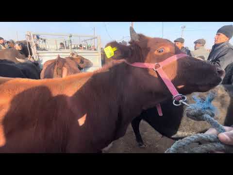 Видео: 02.11.2025 📹 ХОРАЗМ УРГАНЧ ГАЙБУ МОЛ БОЗОРИ ЁШ ХУКИЗЛАР НАРХЛАРИ АСЛ САВДОНИ КУРИНГ