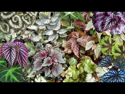 Видео: Советы по уходу за бегонией, а также сорта бегонии с названиями