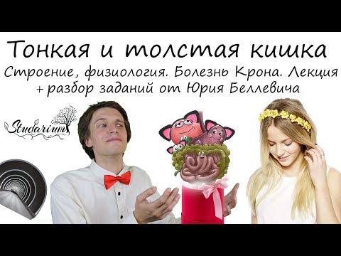 Видео: Тонкая и толстая кишка. Строение. Болезнь Крона. Лекция и разбор заданий от Юрия Беллевича