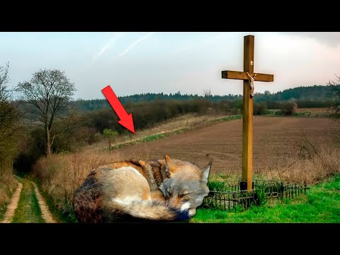 Видео: Зачем ты меня покинул? Тихо скулил волк на могиле хозяина. Как же я буду без тебя?