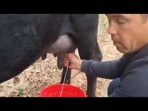 Видео: Аз Авзалшо як сар чёрни пёстри оригинал тл+992929115392