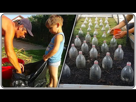 Видео: 194. на Даче у Саши - 2023 (начало Октября).