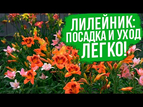 Видео: Все, что нужно знать о лилейниках. Выращивание лилейников - все очень просто!