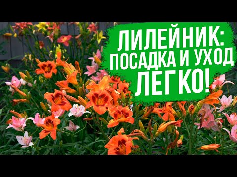 Видео: Все, что нужно знать о лилейниках. Выращивание лилейников - все очень просто!