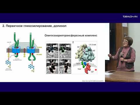 Видео: Кисурина О.П. - Клеточная биология - 9. Модификация белков в гр. ЭПР. Везикулярный транспорт