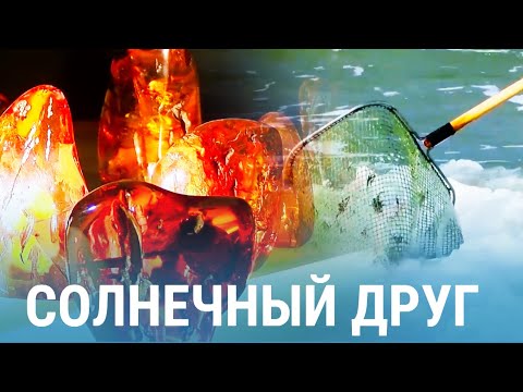 Видео: Янтарь: золото Литвы | БАЛТИЯ | №22