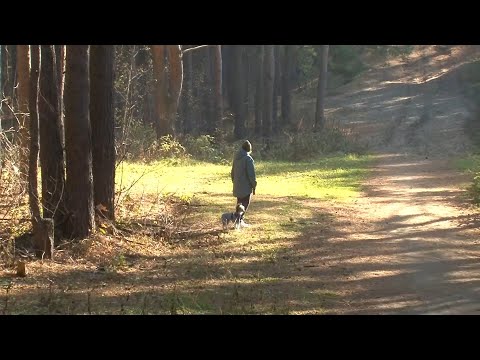 Видео: "Будни" (новости, 06.11.25г., Бийское телевидение)