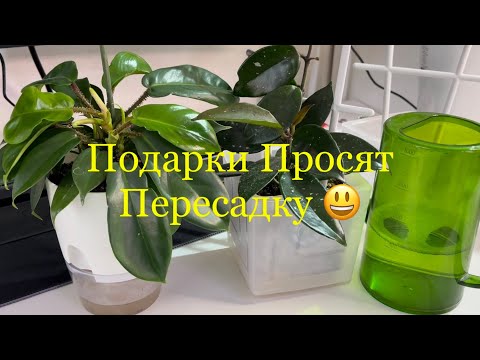 Видео: Пересадки #филодендрон #хойя Карноза