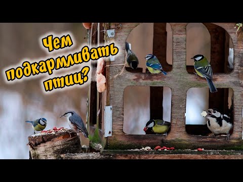 Видео: ЧЕМ КОРМИТЬ ПТИЦ ЗИМОЙ? Наблюдение за птицами на кормушке