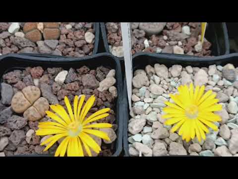 Видео: Цветущие литопсы.