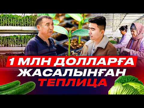 Видео: 100 тонна көшет егеміз.  1 млн долларға салынған Сарыағаштағы жылыжай.