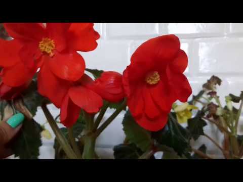 Видео: Почему бегония сбрасывает бутоны. Уход за бегонией в июне