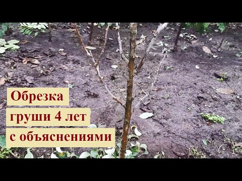 Видео: Обрезка груши 4 лет Конкорд