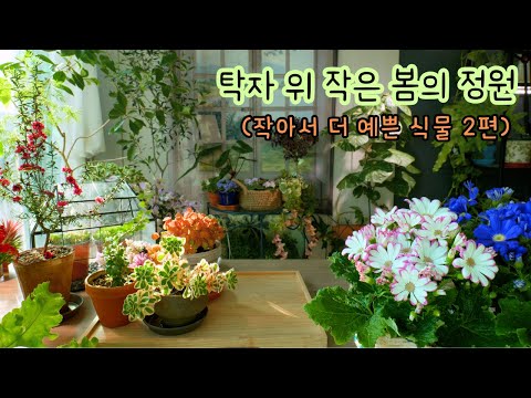 Видео: [4K] Уникальные и привлекательные комнатные растения для весны (Мини-растения на столе, часть 2)