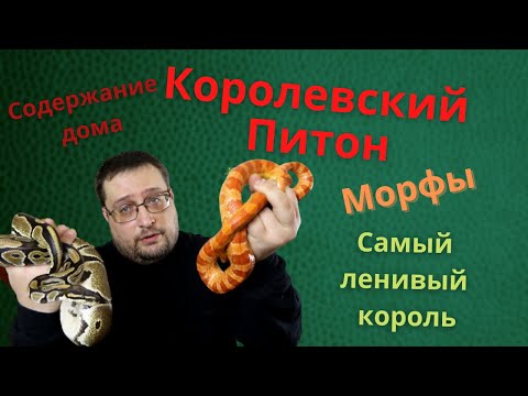 Видео: КОРОЛЕВСКИЙ ПИТОН. МОРФЫ. СОДЕРЖАНИЕ ДОМА.