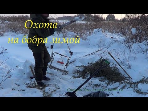 Видео: Охота на бобра зимой. Проверка Ящичной давилки на норку.