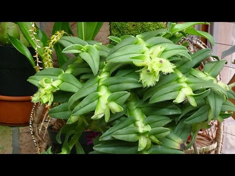 Видео: Нету света 🔆 нет и цвета❗️ Epidendrum medusae уход, цветение орхидеи в феврале. Орхидеи на блоке.