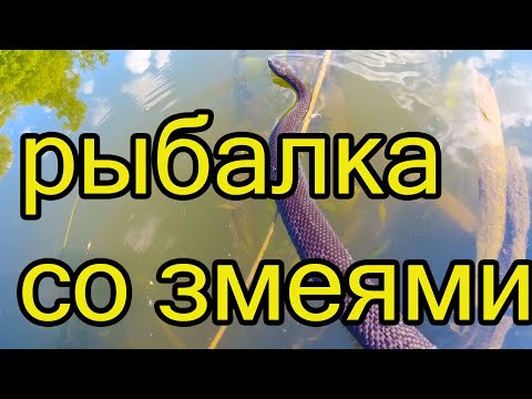 Видео: Рыбалка летом, плотва, густера, змеи и крапива. Отчет о рыбалке за 26 июня .