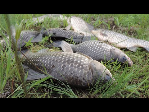 Видео: КРУПНЫЙ КАРАСЬ НА ДОНКИ В МАЕ 2021