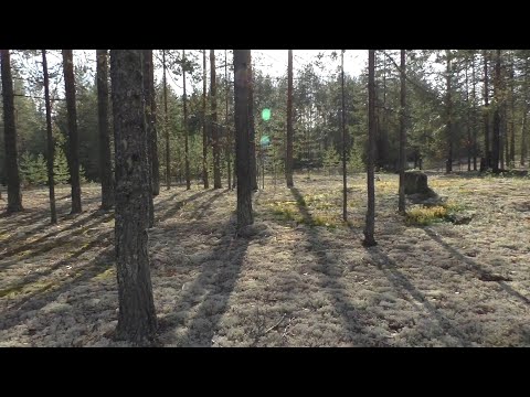 Видео: Рекордный урожай ягод в Красновишерске 2025 год.