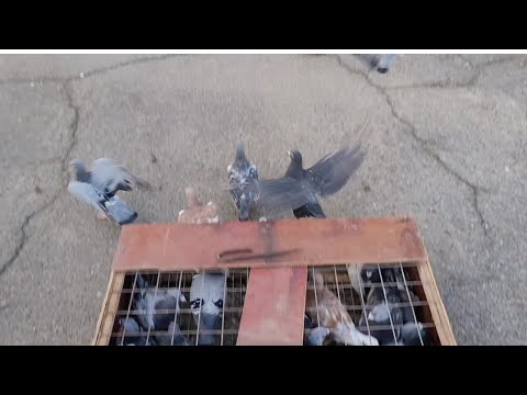 Видео: ПОЧТОВЫЕ ГОЛУБИ. ПЕРВАЯ ТРЕНИРОВКА МОЛОДЫХ 30 КМ. 28.06.2025.