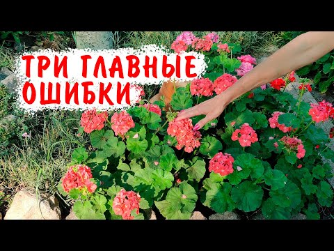 Видео: ТРИ ГЛАВНЫЕ ОШИБКИ в уходе за черенками пеларгонии в зимнее время!
