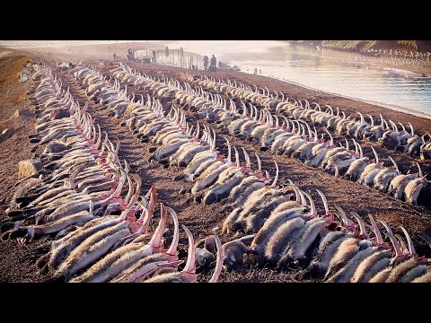 Видео: Австралия Привезла Тысячи Крыс на Крошечный Остров с Пингвинами, и Что Они Сделали Шокировало Мир