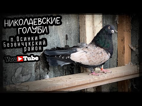 Видео: Николаевские голуби и другие. п.Осинки Безенчукский район. тел. +7 (927) 016-26-28  Алексей