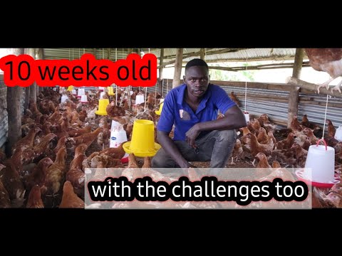 Видео: ОНИ МНЕ ЭТОГО НЕ СКАЗАЛИ, ДО ТОГО КАК Я ЗАВЕЛА ФЕРМУ...