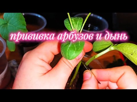 Видео: Руки трясутся😱 Делаю прививку дынь и арбузов! Разными способами! На Лагенарию и Кобальт.