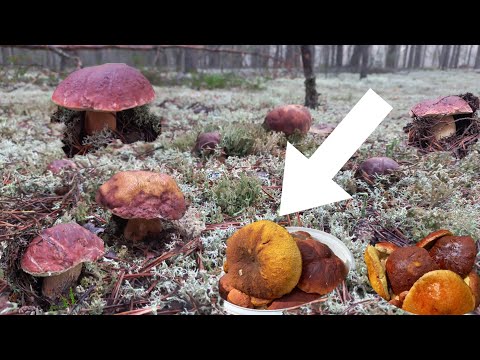 Видео: Грибы🍄Боровые Белые НА каждом Шагу ПОЛЯНАМИ, Птицы🐦  Помогают Искать Грибы /Одной Тяжело Но я Дошла