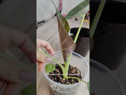 Видео: 19 октября 2025 г.