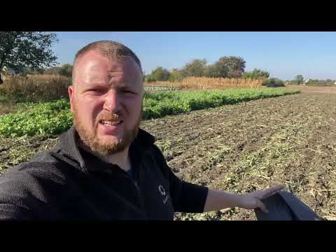 Видео: ШОК 😱 200 ТОНН органіки із 50 кілограм насіння❗️сидерати👍