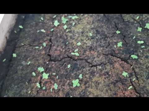 Видео: Биогумстың торфтан  айырмашылығы.         8-702-917-40-07               8-705-218-66-68 Нурали