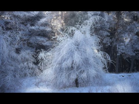 Видео: влог - зима в Риге, барахолка, что отдаю, начало цветочных покупок