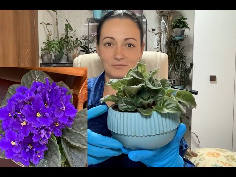 Видео: Деление фиалки. Сенполия и 3 детки в одном горшке.
