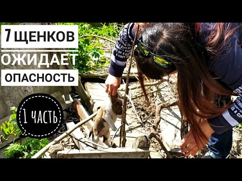 Видео: 1 часть. Щенок провалился в яму😱 7 бездомных щенков в ОПАСНОСТИ.