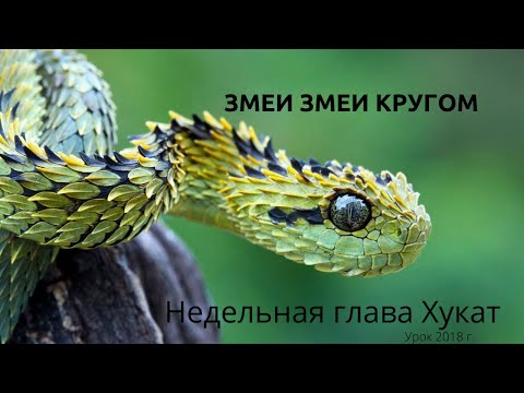 Видео: Недельная глава Хукат. Змеи, змеи кругом. Бемидбар 21:4-9. Запись 2018 г.