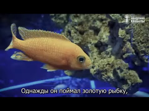 Видео: Желать счастья себе или другим? Взгляд каббалиста